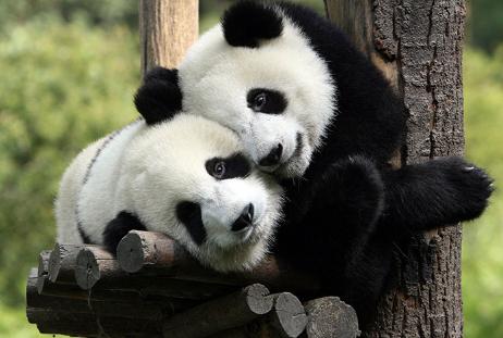 成都重庆热门3-8日游 跟团游 公司团建 商务接待