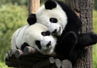 成都重庆热门3-8日游 跟团游 公司团建 商务接待